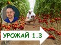 Как вырастить томаты ( помидоры) в теплице? Выращивание томатов в теплицах (продлённый оборот)