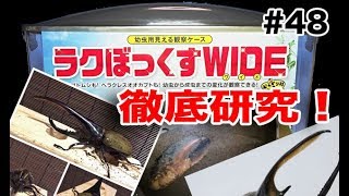 Hercules beetle breeding method【カブPのヘラクレスオオカブト飼育日記】Dynastes neptunus　Dynastes hercules