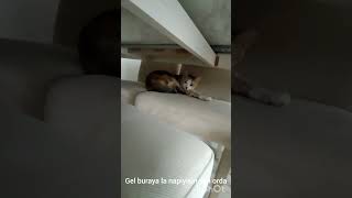 2 Saattir Kedi Arıyorum