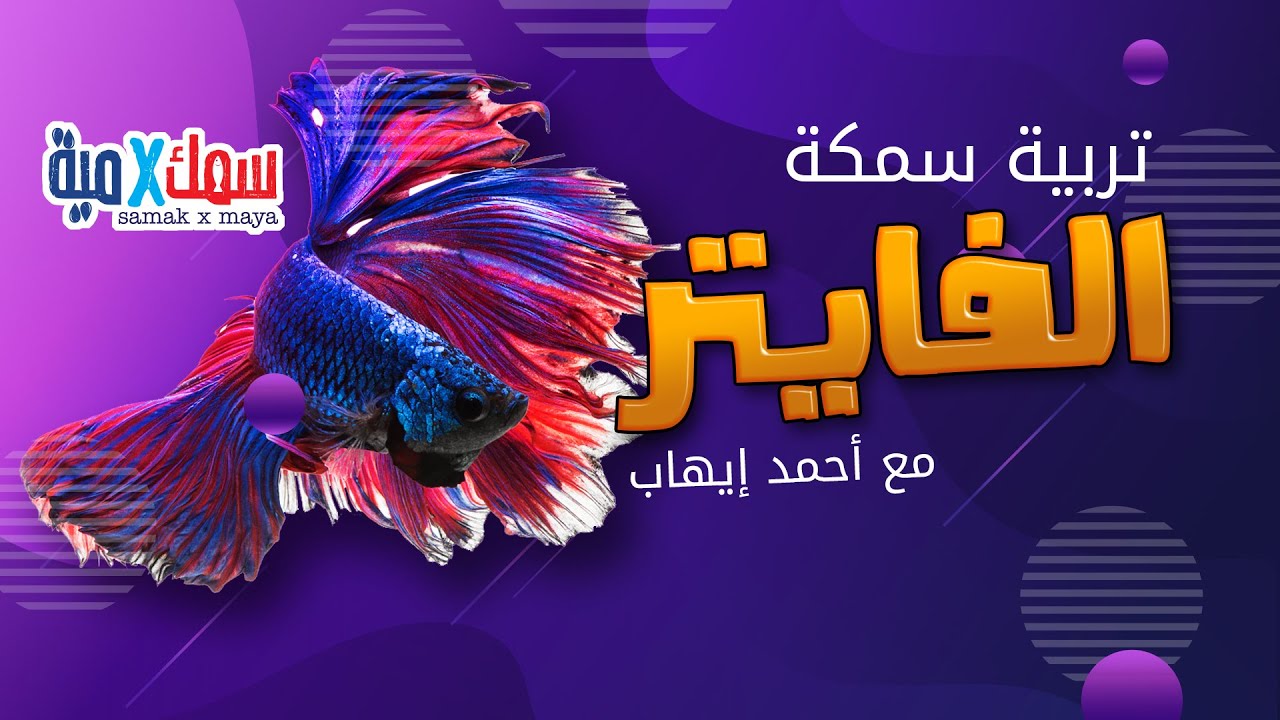 المرجع الكامل لتربية الفايتر للمبتدئين