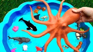 Learn Colors With Wild Animals in Blue Pool Water Shark Toys For Kids