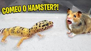 o que acontece se o gecko e o rasmster se vêem?