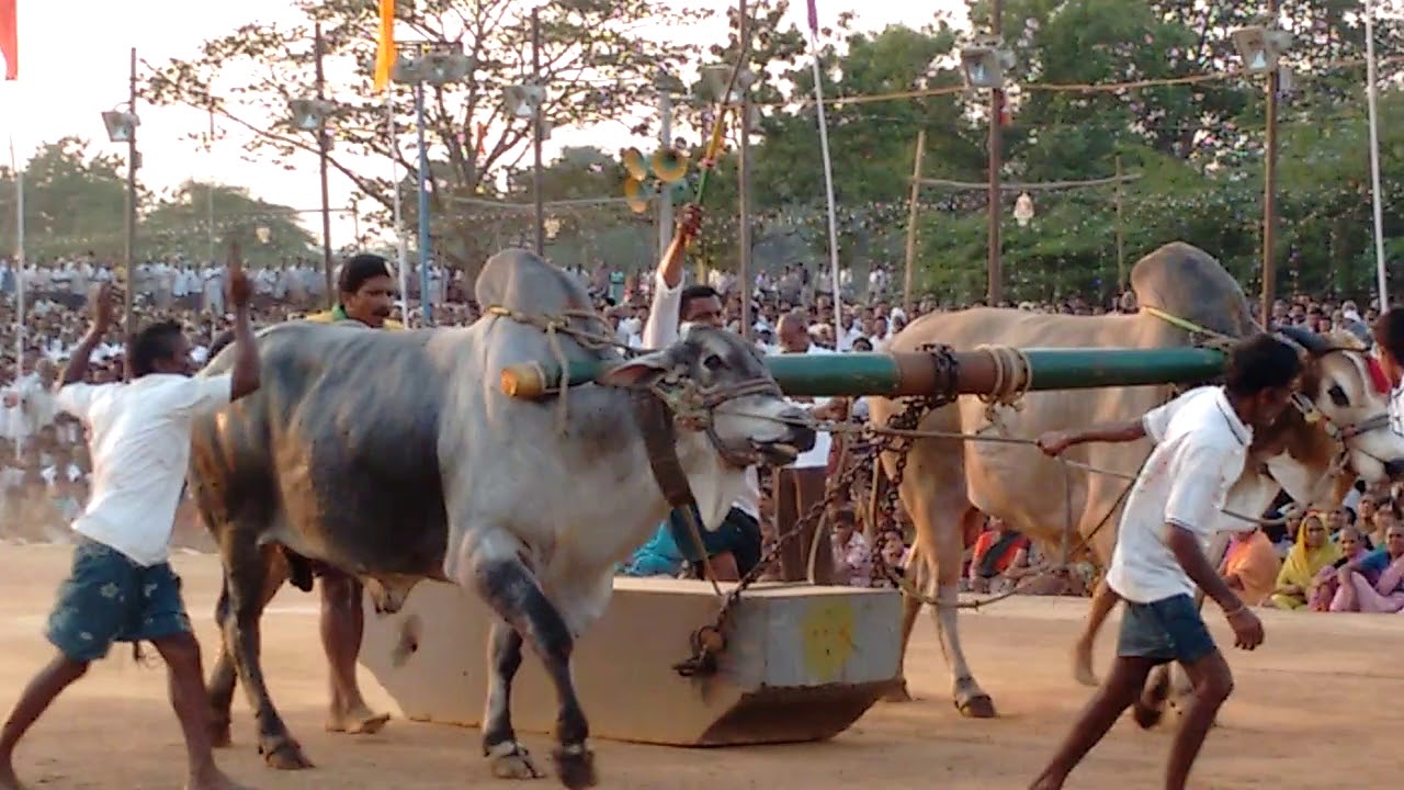 Ongole bulls race