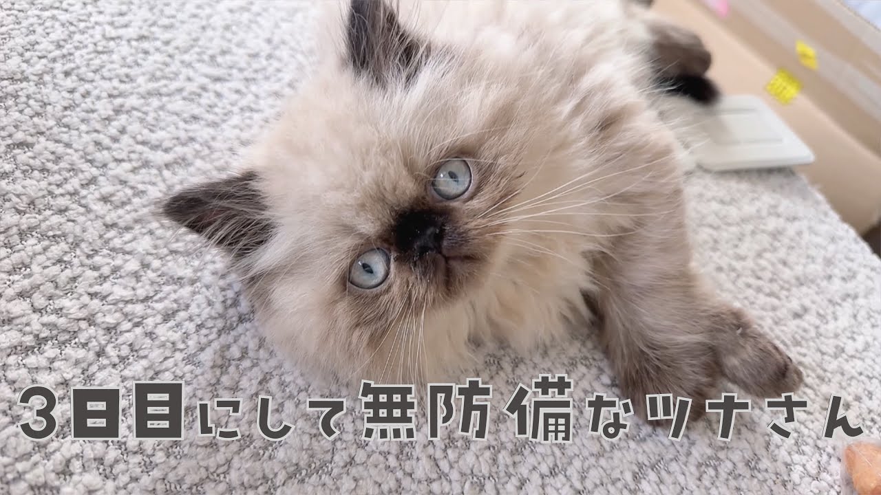 【お迎え3日目】警戒心皆無な子猫ヒマラヤン