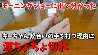 動物動画がテレビで紹介されるまで│キーちゃんの場合