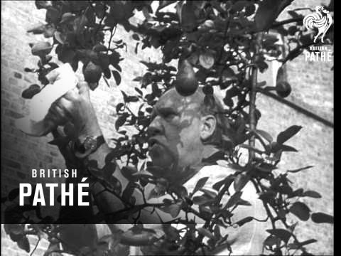 تریلر دریل دستمال ۱۹۴۹