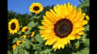 Autauga County Sunflower Field by DJI Mavic2PRO