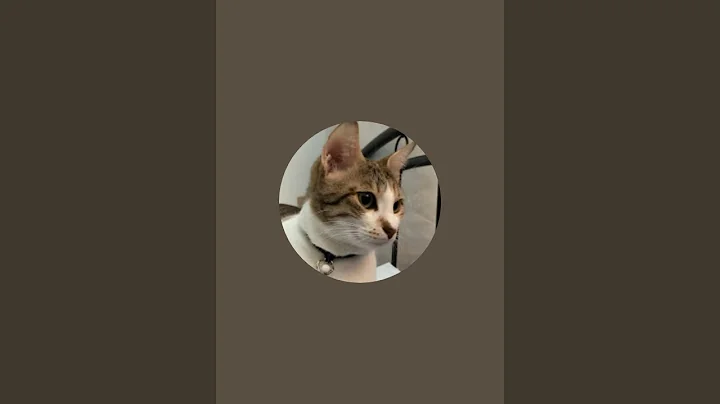 Video 11907331: tabby cat persian, stray cat, cat meowing, cat food, adorable cats, kitty