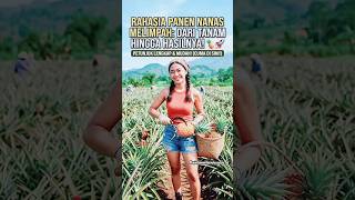 rahasia panen nanas melimpah #panennanas #panenbuahnaga #beritaviral