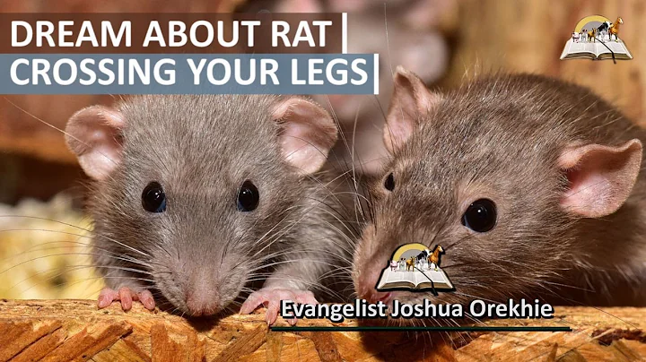 Descubre el significado espiritual de soñar con ratas cruzando las piernas