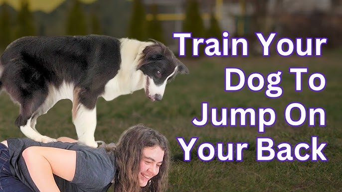 The Best Exercises and Activities for Your Border Collie – PetsTEK