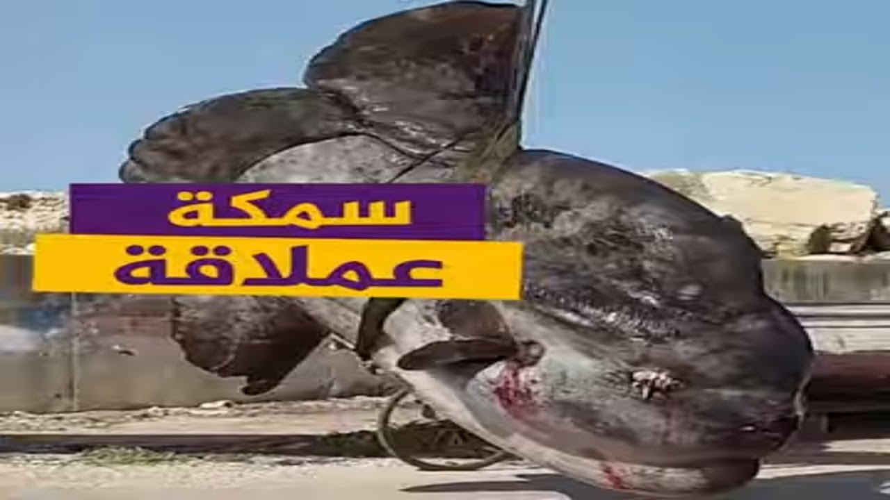 سمكة عملاقة.. وزنها قرابة طن ويتطلب نقلها رافعة 😯#سوريا