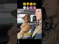 助手席の安心担当、助手席が似合いすぎる犬