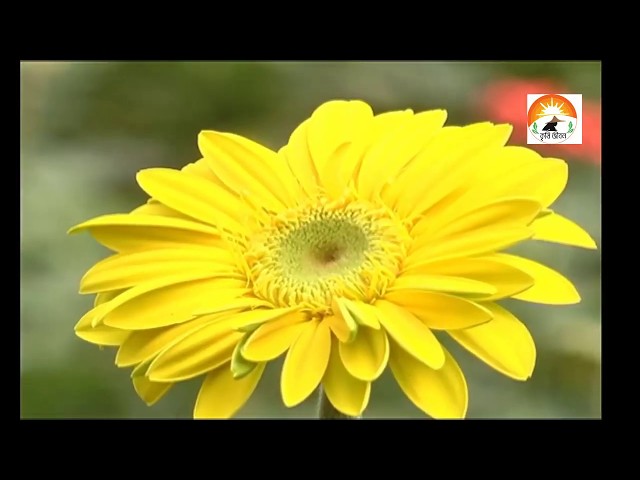 Chozilgan kalta shimli jingalak ayollarning fotosuratlari