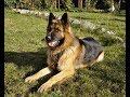 Heinrich Von Ray - Our happy dog