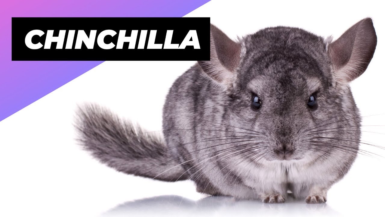 Chinchilla 🐭 The Fluffiest Pet Ever!