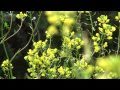 Vivaldi - The four seasons - Spring - Flowers from Ymittos Mountain, Relaxation music, HD-1080