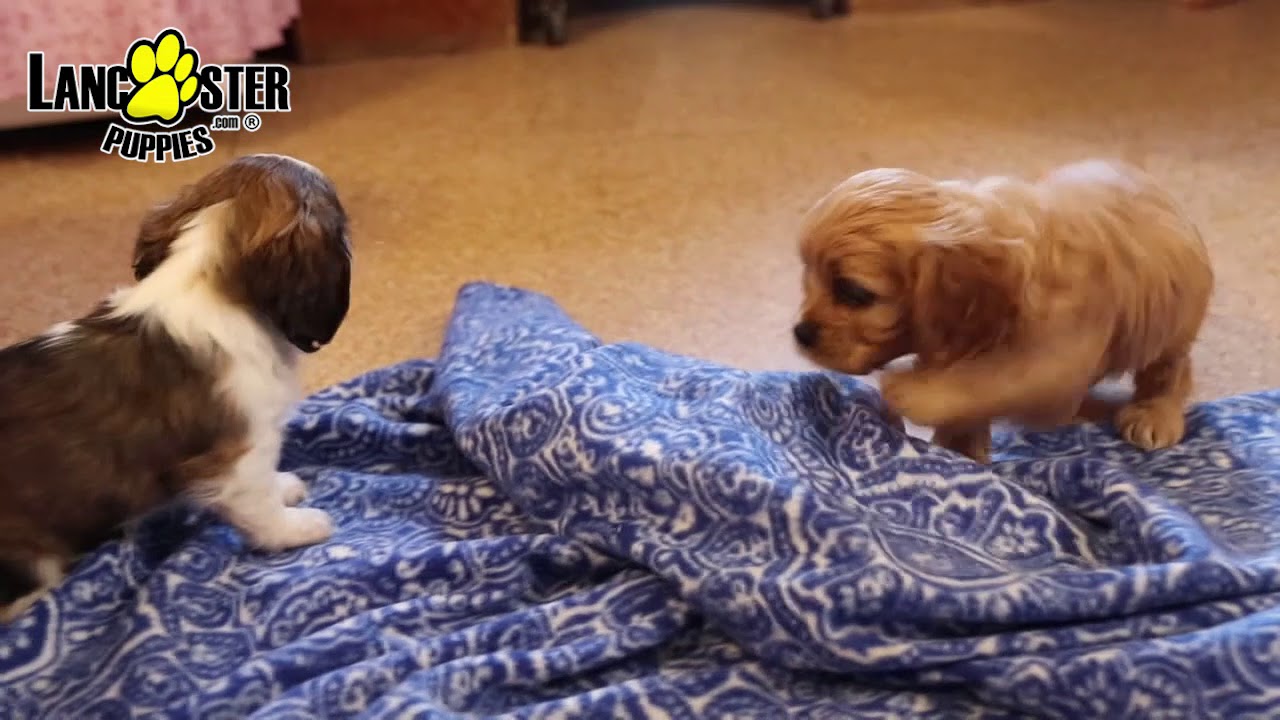 Cavalier Mix Puppies YouTube