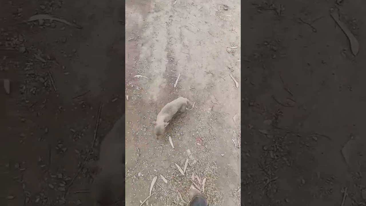 Cute Dog Running So Fast 😍🐕