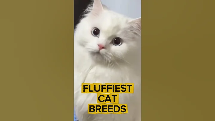 Video 10599601: maine coon persian, adorable maine coon, cat breed cute, cat meowing