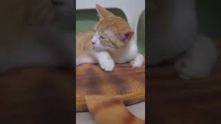 O Que So Animais Mamferos