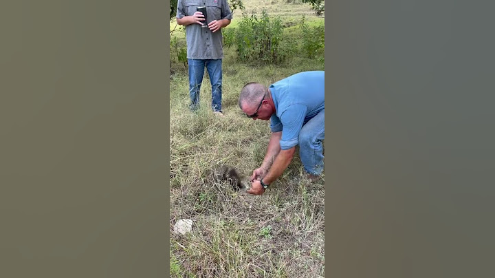 Man Gets Pricked By Porcupine Quills While Trying to Hold it - 1241131