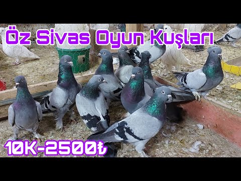 Öz Sivas Oyun Kuşları. Watsap.545.550.0192