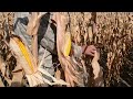 Урожай кукурузы 2020 по результатам возделывания земли по технологии  Strip-till