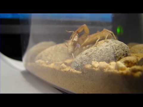 Video: Skorpiona Centruroides Hirsutipalpus (Scorpiones: Buthidae) Masas Pirkstu Nospiedumu Noņemšana Un Elektrofizioloģiskā Analīze