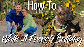 How To Walk A French Bulldog + STORY TIME by The French Bullvlog 4,134 views 3 years ago 5 minutes, 58 seconds