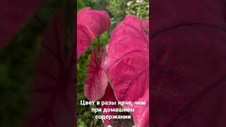 Caladium outdoor/ каладиум на даче