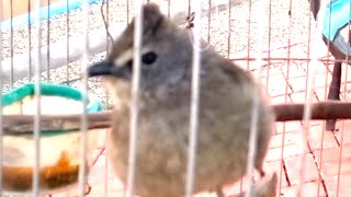 Burung merbah gunung gacor 04