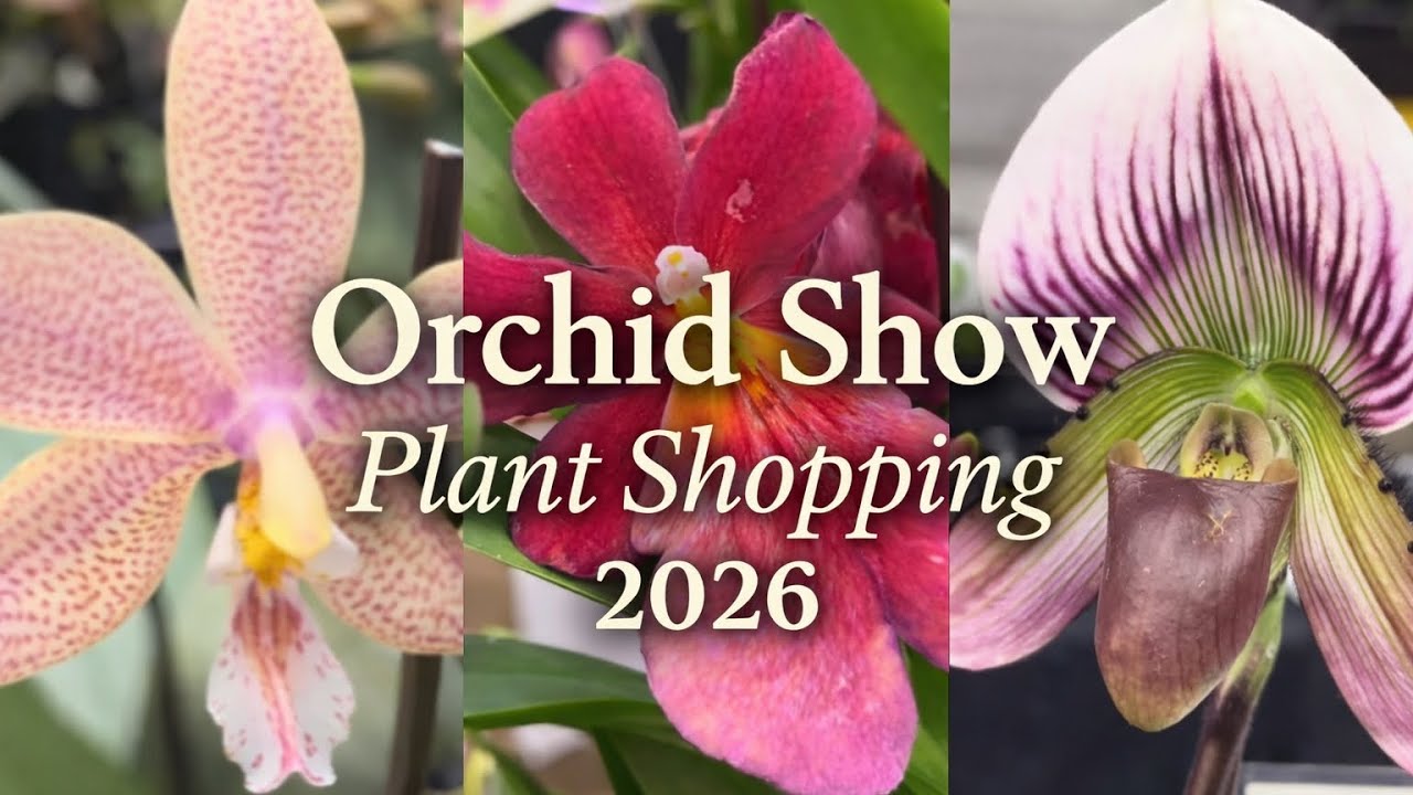 На выставке-продаже орхидей Южно-Онтарийского общества орхидей 2026 года были представлены скрыты...