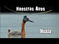 HUALA - Serie Nuestras Aves