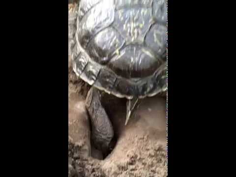 Video: Overwinteren Roodwangschildpadden?