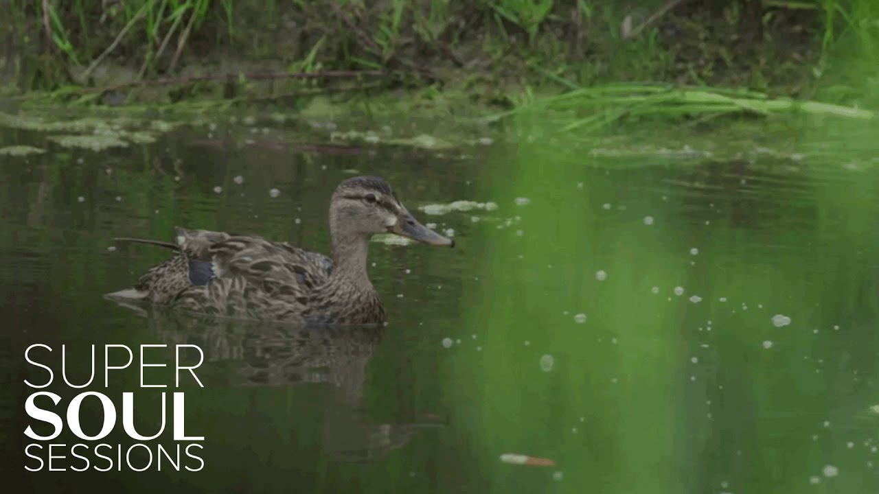 Ducklings | SuperSoul Sessions | Oprah Winfrey Network