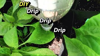 Simple Gravity Drip Irrigation System Using Plastic Soda Bottles