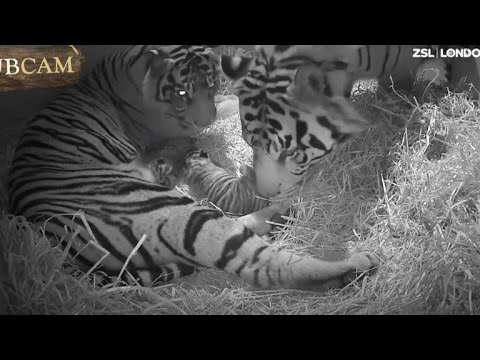 Wideo: Pet Scoop: Pielęgniarka Nina Pham, aby ponownie połączyć się z Bentley, Three Rare Tigers Urodzony w Waszyngtonie