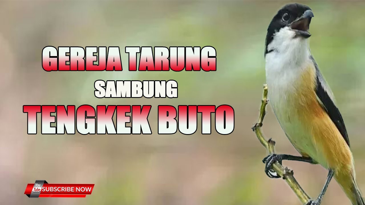 MASTERAN CENDET EDISI GEREJA TARUNG sambung TENGKEK BUTO DAHSYATTTT