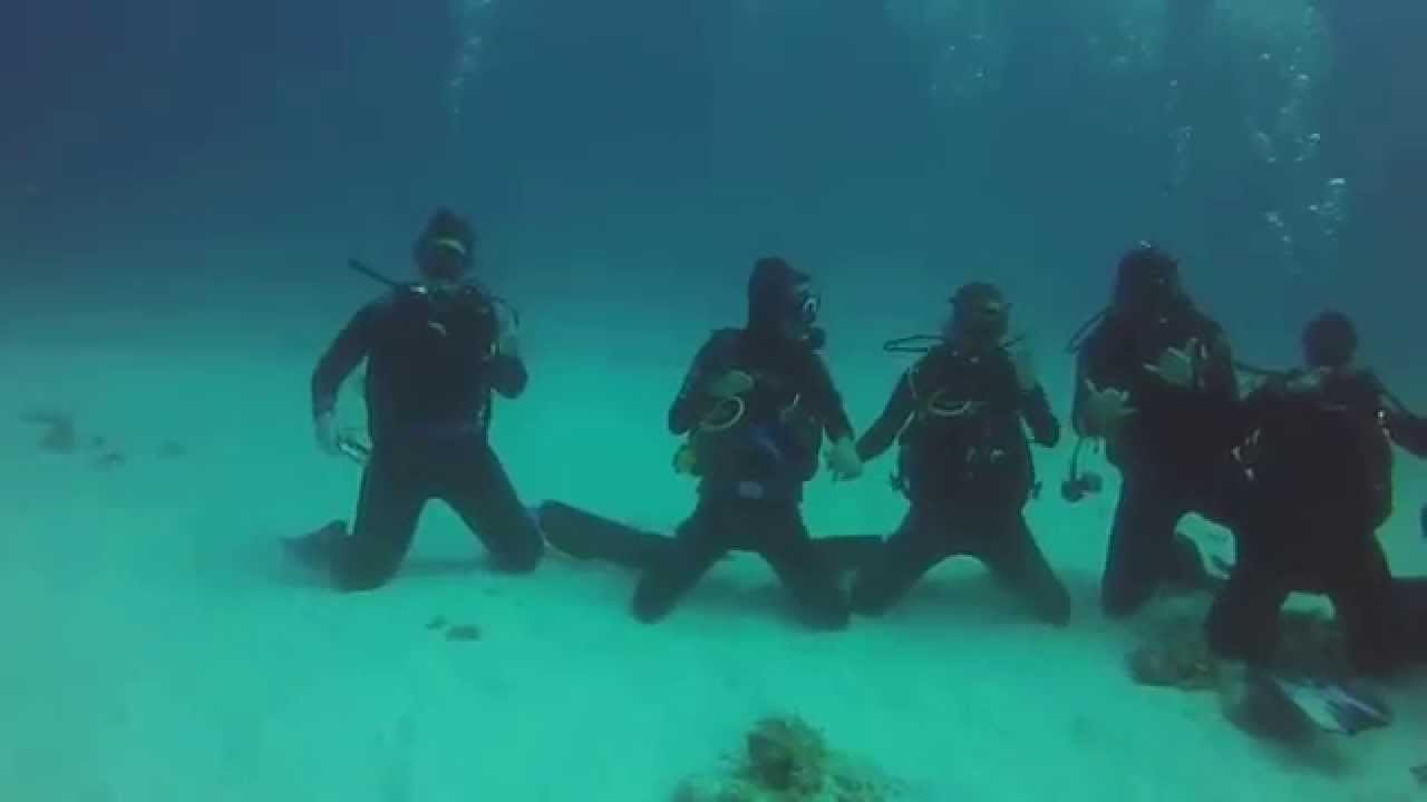Diving with Bull Sharks in Playa del Carmen - YouTube