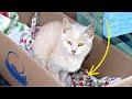 Жильцы подъезда не могли понять, почему кошка не отходит от коробки, заглянув внутрь забили тревогу