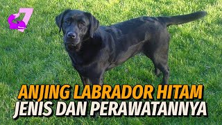 PANDUAN PERAWATAN LENGKAP ANJING LABRADOR HITAM | EKOR7