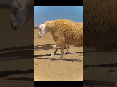 سلالة أغنام أولاد جلال الجزائرية