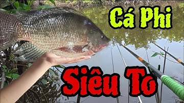 CÂU CÁ PHI SIÊU TO