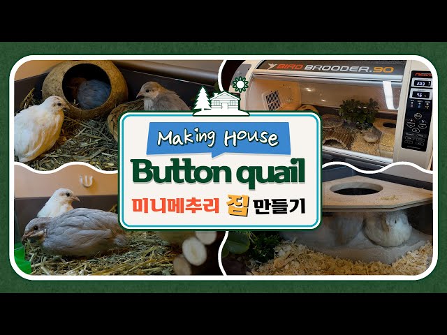 Button quail cage setup!💒 Making luxury house for button quail breeding!🐥 class=