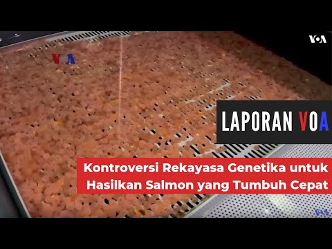 Video: Salmon Yang Dimodifikasi Secara Genetik Dianggap Tidak Berbahaya - Pandangan Alternatif