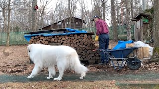 ルンルンとアランとお父さんの午後　Great Pyrenees　グレートピレニーズ