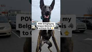 Belgian Malinois loves @chickfila 🐥🐺 #dogtraining #malinois #chickfila #brandywinedogacademy