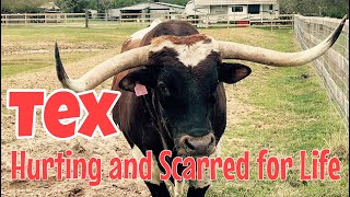 Tex is hurting.... possibly scarred for life. #LonghornLester’s