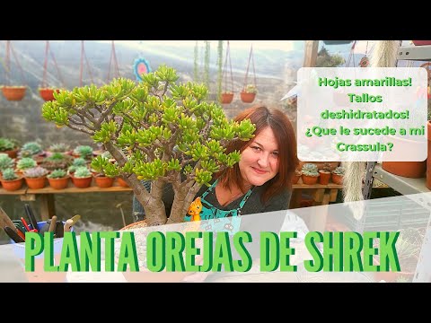 Video: Cuidado del árbol Earpod: información sobre el cultivo de árboles Earpod